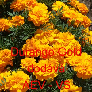 Aksamitník rozkladitý Durango Gold