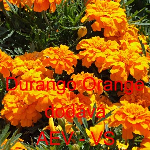 Aksamitník rozkladitý Durango Orange