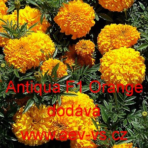 Aksamitník vzpřímený nana Antigua F1 Orange 