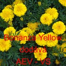 Aksamitník rozkladitý Bonanza Yellow