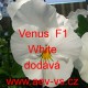 Violka ostruhatá Venus F1 White
