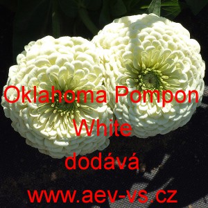 Ostálka sličná, lepá Oklahoma Pompon White