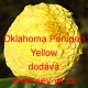 Ostálka sličná, lepá Oklahoma Pompon Yellow