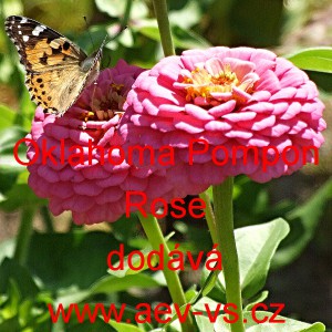 Ostálka sličná, lepá Oklahoma Pompon Rose