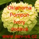 Ostálka sličná, lepá Oklahoma Pompon Ivory