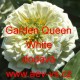 Ostálka sličná, lepá Garden Queen White