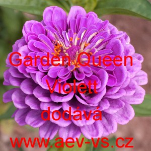 Ostálka sličná, lepá Garden Queen Violet