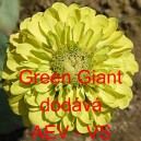 Ostálka sličná, lepá Garden Queen Green Giant