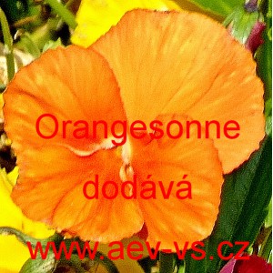 Maceška zahradní Schweizer Riesen Orangesonne