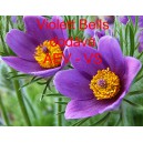 Koniklec německý (sasanka) Violett Bells