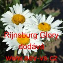Kopretina největší Rijnsburg Glory
