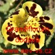 Kejklířka velkokvětá, zkřížená Grandiflorum