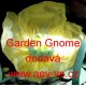 Mák lysý, nahoprutý, islandský Garden Gnome