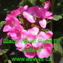 Muškát páskatý Black Velvet Rose F1