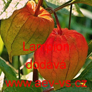 Mochyně zahradní Lampion