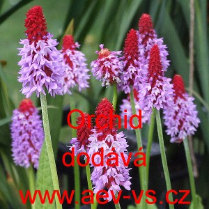 Prvosenka vstavačokvětá Orchid