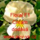 Violka ostruhatá Floral F1 Cream