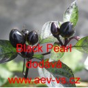 Paprika roční Black Pearl