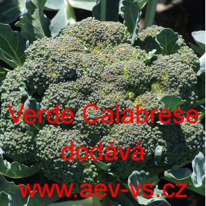 Brokolice Calabrese