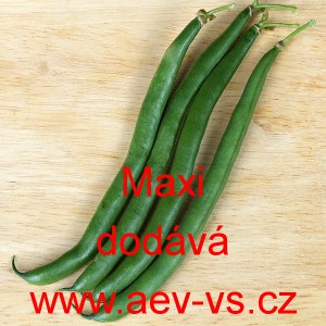 Fazol keř&iacute;čkov&yacute; Maxi