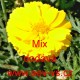 Chryzantéma věncová salátová Mix