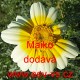 Chryzantéma věncová salátová Maiko