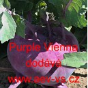 Kedluben modrý Purple Vienna