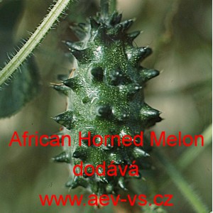 Kiwano meloun africký African Horned Melon