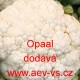 Květák Opaal