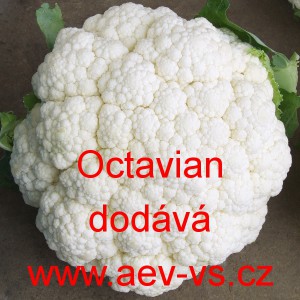 Květák Octavian