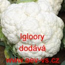 Květák Igloory