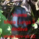 Lilek vejcoplodý baklažán Violeta Meza Lunga 3