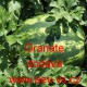 Meloun vodní Granate F1