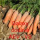 Mrkev obecná Galaxy