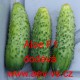 Okurka setá nakládačka hybridní Aloe F1