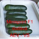Okurka setá salátová hybridní "hadovka" do skleníku Minisprint F1