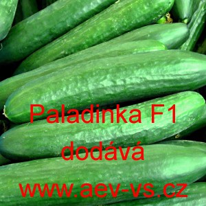 Okurka setá salátová hybridní "hadovka" do skleníku Paladinka F 1