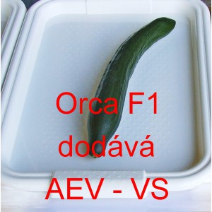 Okurka setá salátová hybridní "hadovka" do skleníku Orca F1