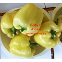 Paprika roční zeleninová hybridní Gelby F1
