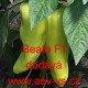 Paprika roční zeleninová hybridní Beate F1