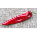 Paprika roční zeleninová hybridní pálivá Amboy F1