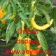 Paprika roční zeleninová Orfeus