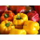 Paprika roční zeleninová hybridní zahraniční silnostěnné kvadratické F1 EU Block Mix