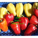 Paprika roční zeleninová Zlata