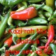 Paprika roční zeleninová „Kozí roh" na záhon Mix
