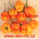 Paprika pálivá aji čilí Habanero Orange Hot Fire