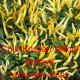 Paprika čilí pálivá Chilli Kristian Yellow