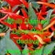 Paprika čilí pálivá Chilli Damian Deep Red