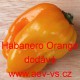 Paprika pálivá čilí Habanero Orange