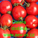 Rajče keříčkové Galera